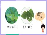 2.3 形形色色的植物（课件+教案+视频素材）