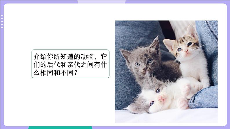 2.4 多种多样的动物（课件+教案）03