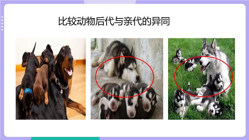 2.4 多种多样的动物（课件+教案）04