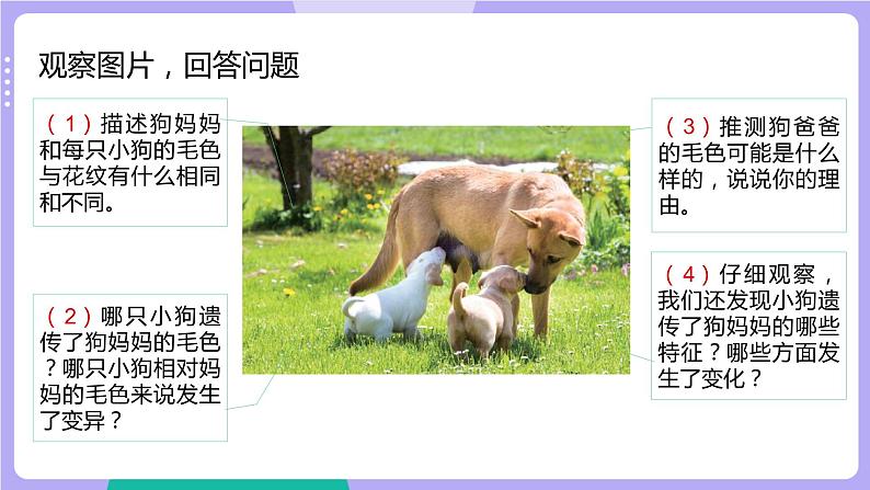 2.4 多种多样的动物（课件+教案）05