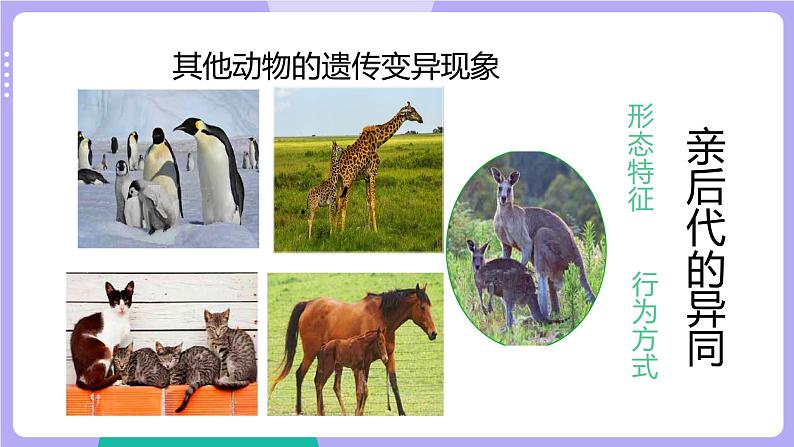 2.4 多种多样的动物（课件+教案）06