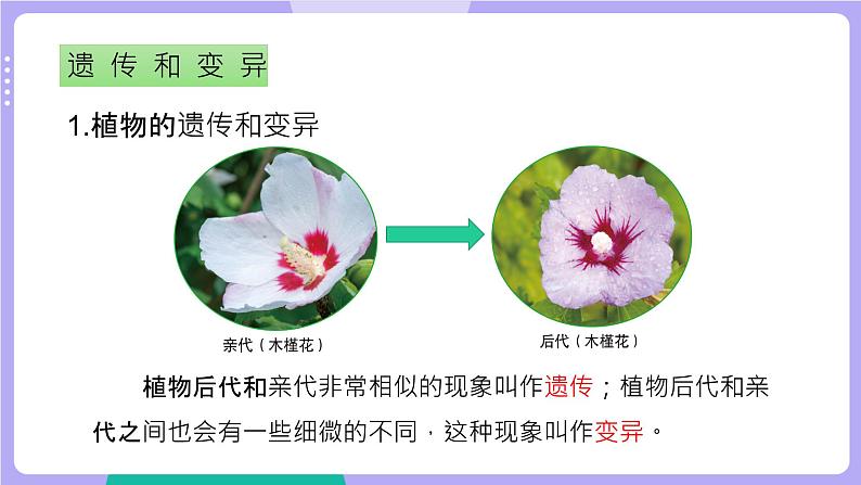 教科版科学六下 第二单元  生物的多样性（单元复习课件）08