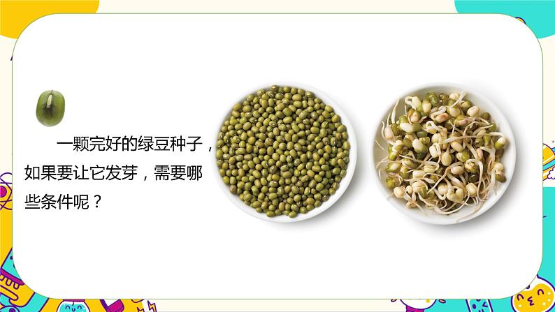 1.1 种子发芽实验（课件+教案+视频素材）05