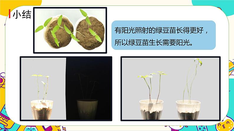 1.3 绿豆苗的生长（课件+教案+视频素材）08