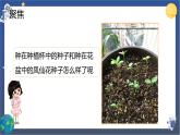 1.3 种子长出了根（课件+教案+视频素材）