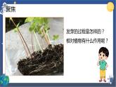 1.3 种子长出了根（课件+教案+视频素材）