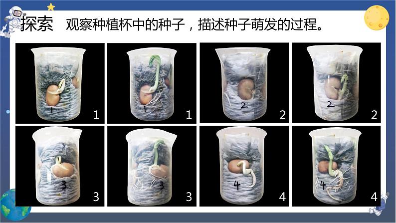 1.3 种子长出了根（课件+教案+视频素材）04