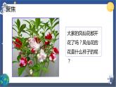 1.5 凤仙花开花了（课件+教案+视频素材）