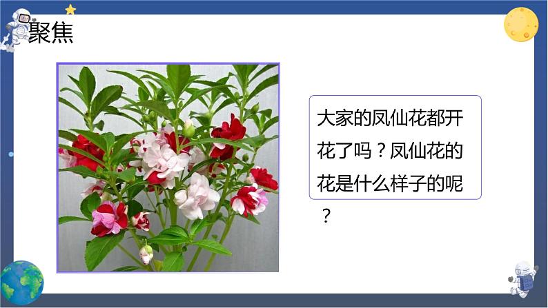 1.5 凤仙花开花了（课件+教案+视频素材）02