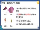 1.5 凤仙花开花了（课件+教案+视频素材）