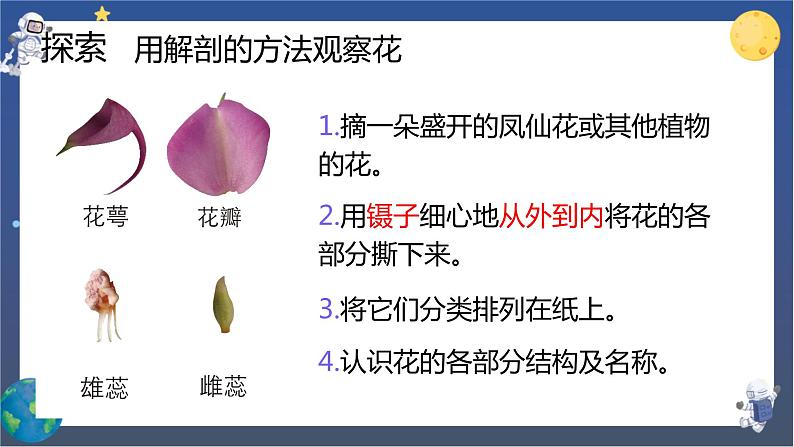 1.5 凤仙花开花了（课件+教案+视频素材）04