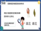 1.5 鳳仙花開花了（課件+教案+視頻素材）
