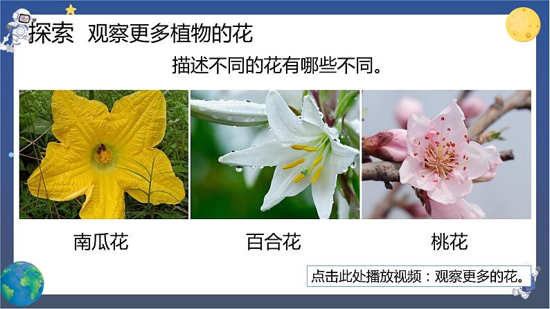 1.5 凤仙花开花了（课件+教案+视频素材）07