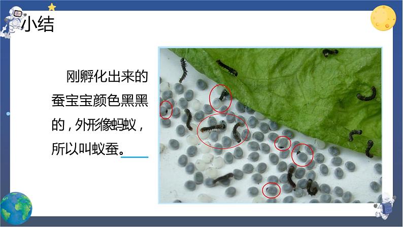 2.1 迎接蚕宝宝的到来（课件+教案+视频素材）06