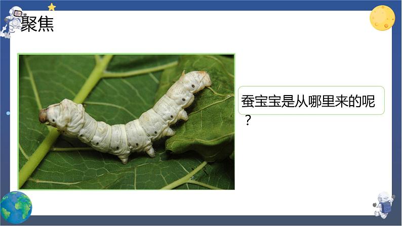 2.2 认识其他动物的卵（课件+教案+视频素材）02