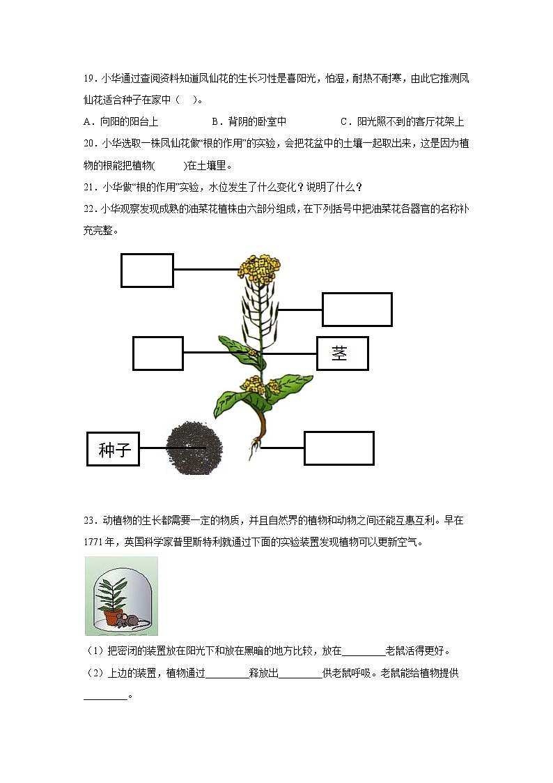 教科版科学四年级下册 1.2种植凤仙花 课件+同步教案+同步练习03