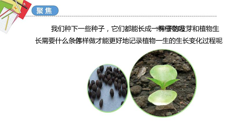 教科版科学四年级下册 1.2种植凤仙花 课件+同步教案+同步练习02