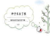 教科版科学四年级下册 1.3种子长出了根 课件+同步教案+同步练习