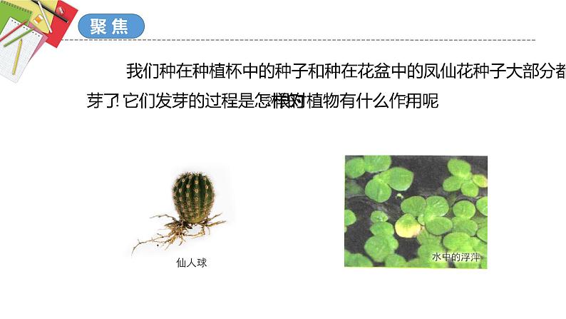 教科版科学四年级下册 1.3种子长出了根 课件+同步教案+同步练习02