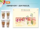 教科版科学四年级下册 1.3种子长出了根 课件+同步教案+同步练习