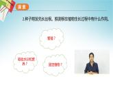教科版科学四年级下册 1.3种子长出了根 课件+同步教案+同步练习