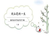 教科版科学四年级下册 1.8凤仙花的一生 课件+同步教案+同步练习