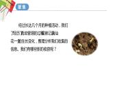 教科版科学四年级下册 1.8凤仙花的一生 课件+同步教案+同步练习