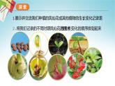 教科版科学四年级下册 1.8凤仙花的一生 课件+同步教案+同步练习
