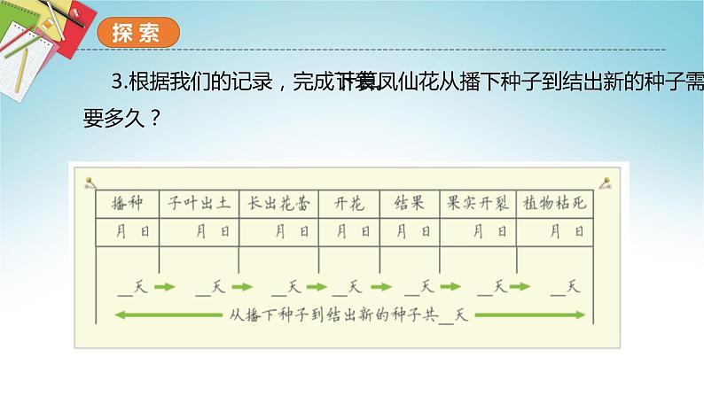 教科版科学四年级下册 1.8凤仙花的一生 课件第4页