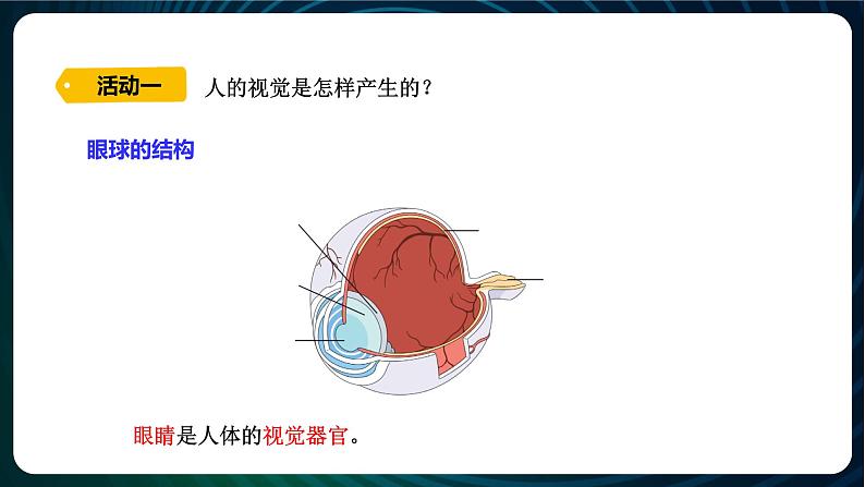 新青岛版科学六年级下册1 视觉 课件PPT03