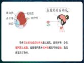 新青岛版科学六年级下册1 视觉 课件PPT