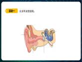 新青岛版科学六年级下册3 听觉 课件PPT