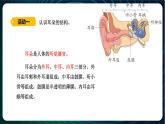 新青岛版科学六年级下册3 听觉 课件PPT