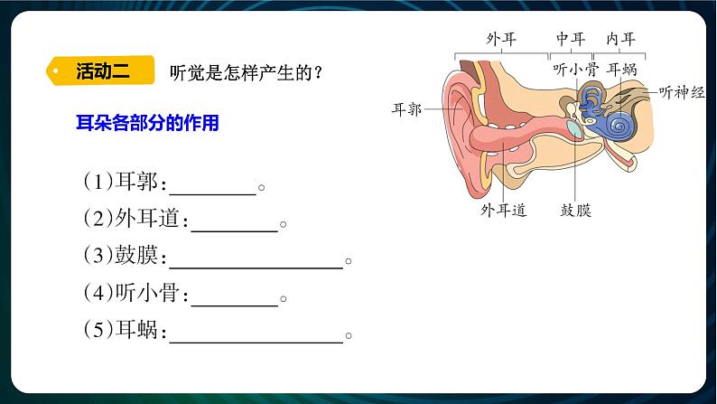 新青岛版科学六年级下册3 听觉 课件PPT05