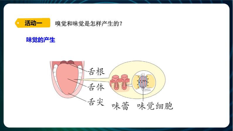 新青岛版科学六年级下册4 嗅觉和味觉 课件PPT05