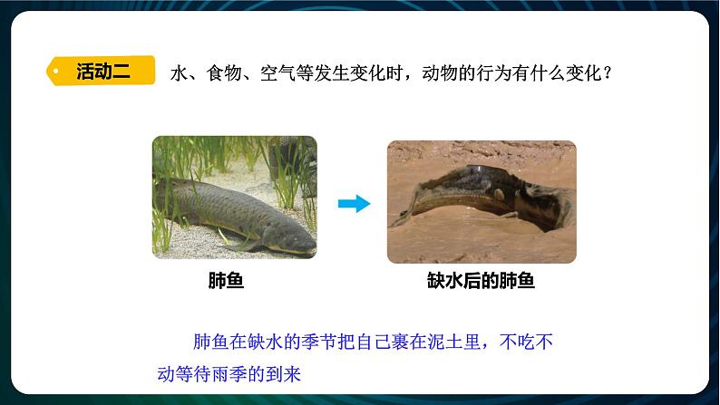 新青岛版科学六年级下册7 动物行为与环境变化 课件PPT第5页