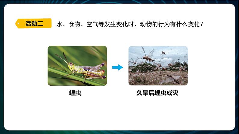 新青岛版科学六年级下册7 动物行为与环境变化 课件PPT第6页