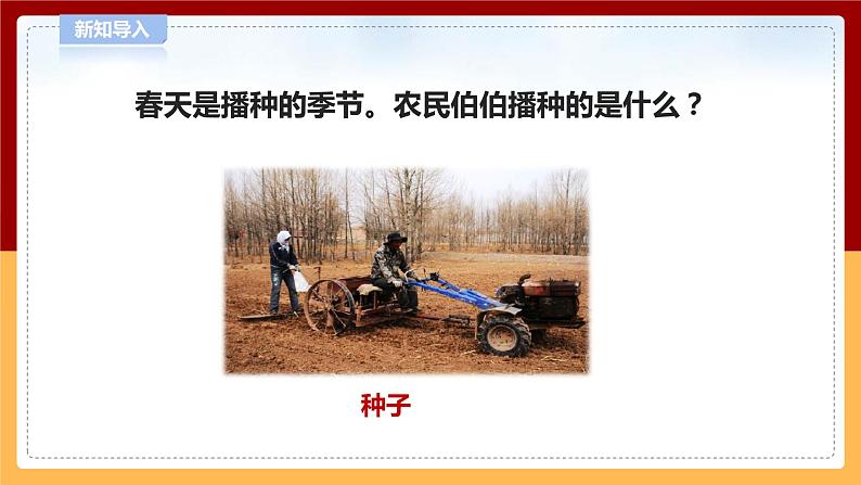 4.12《种辣椒》课件 第2页