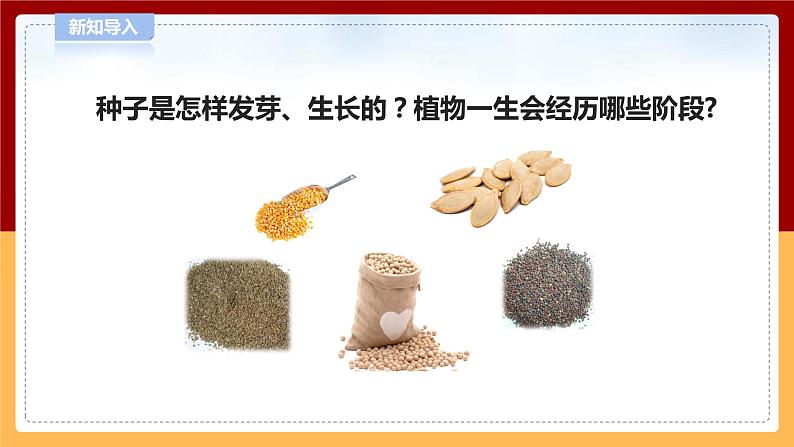 4.12《种辣椒》课件 第3页