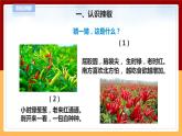 【青岛版六三制】四下科学 4.12《种辣椒》（课件+教案+练习）