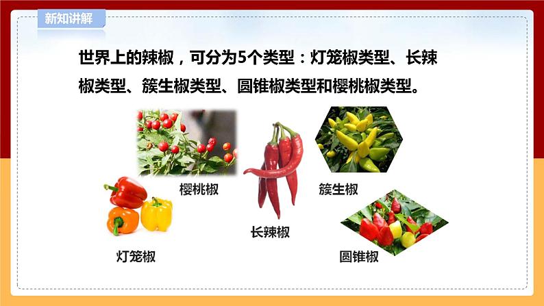 4.12《种辣椒》课件 第6页