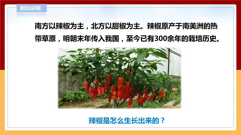 4.12《种辣椒》课件 第8页