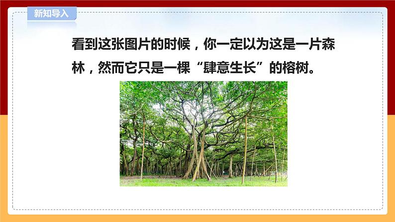 【青岛版六三制】四下科学 4.13《不同环境中的植物》（课件+教案+练习+素材）02