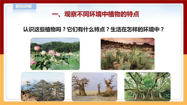 【青岛版六三制】四下科学 4.13《不同环境中的植物》（课件+教案+练习+素材）04