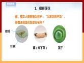 【青岛版六三制】四下科学 4.13《不同环境中的植物》（课件+教案+练习+素材）