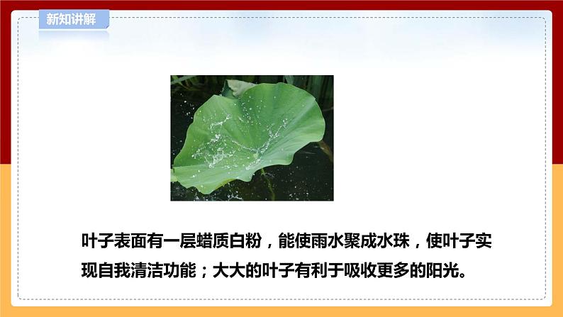 【青岛版六三制】四下科学 4.13《不同环境中的植物》（课件+教案+练习+素材）07