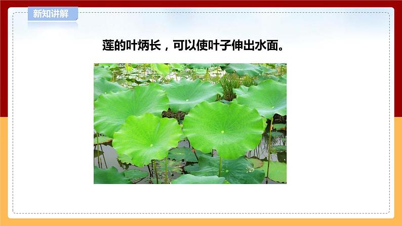 【青岛版六三制】四下科学 4.13《不同环境中的植物》（课件+教案+练习+素材）08