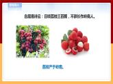 【青岛版六三制】四下科学 4.14《调查家乡植物》（课件+教案+练习）