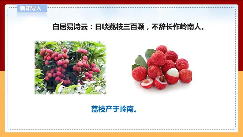 【青岛版六三制】四下科学 4.14《调查家乡植物》（课件+教案+练习）03