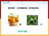 【青岛版六三制】四下科学 4.14《调查家乡植物》（课件+教案+练习）